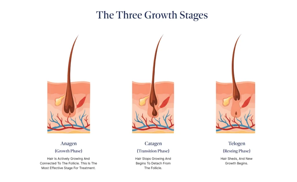 Infographic of hair growth stages: Anagen (growth), Catagen (transition), and Telogen (resting).